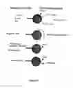 Fig. 03 - Nanoparticles Comprising an Intracellular Targeting Element and Preparation and Use Thereof
