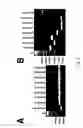 Fig. 06 - RNA virus vaccines and methods
