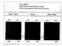 Fig. 01 - Dna Array and Method for Detecting Single Nucleotide Polymorphism