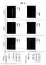 Fig. 06 - Dna Array and Method for Detecting Single Nucleotide Polymorphism