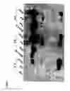 Fig. 07 - Novel Bacterial Expression System