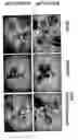 Fig. 01 - Disarmed strains, Ri-plasmids, and methods of transformation based thereon