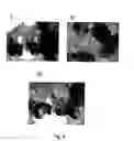Fig. 07 - Disarmed strains, Ri-plasmids, and methods of transformation based thereon