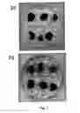 Fig. 10 - Disarmed strains, Ri-plasmids, and methods of transformation based thereon