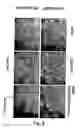 Fig. 12 - Disarmed strains, Ri-plasmids, and methods of transformation based thereon