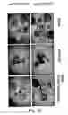Fig. 13 - Disarmed strains, Ri-plasmids, and methods of transformation based thereon