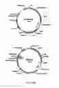 Fig. 16 - Disarmed strains, Ri-plasmids, and methods of transformation based thereon