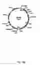 Fig. 17 - Disarmed strains, Ri-plasmids, and methods of transformation based thereon