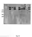 Fig. 23 - Disarmed strains, Ri-plasmids, and methods of transformation based thereon