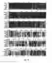 Fig. 24 - Disarmed strains, Ri-plasmids, and methods of transformation based thereon
