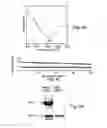 Fig. 07 - Antibacterial agents and methods of identifying and utilizing same