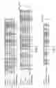 Fig. 02 - DNA encoding hyaluronan synthase from and methods of use