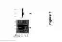 Fig. 02 - Compounds useful in treating diabetic microvascular complications and age-related macular degeneration