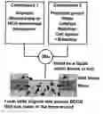 Fig. 01 - Degradable polyurethane foams