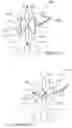 Fig. 35 - PERCUTANEOUS SPINAL IMPLANTS AND METHODS