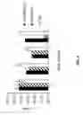 Fig. 06 - ULTRASOUND ACCELERATED TISSUE ENGINEERING PROCESS