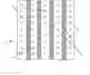 Fig. 01 - Extensible Pierced Plastic Film Reinforced in Pulling Direction