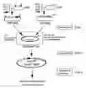 Fig. 01 - New Expression Tools for Multiprotein Applications