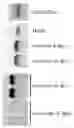 Fig. 01 - Retinal dystrophy-associated protein and uses thereof