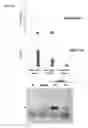 Fig. 16 - Retinal dystrophy-associated protein and uses thereof
