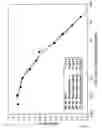 Fig. 07 - Characterization of c19orf10, a Novel Synovial Protein