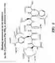 Fig. 06 - Bicyclic compositions and methods for modulating a kinase cascade