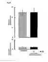 Fig. 06 - Therapeutic agent for substance dependence