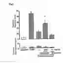 Fig. 08 - Therapeutic agent for substance dependence