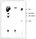 Fig. 01 - Fatty acid phenolic conjugates