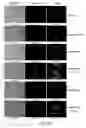 Fig. 14 - Fatty acid phenolic conjugates