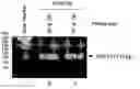 Fig. 01 - Method for Inhibiting Telomerase Activity and an Agent for Inhibiting the Same