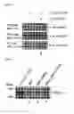 Fig. 04 - Method for Inhibiting Telomerase Activity and an Agent for Inhibiting the Same