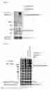 Fig. 05 - Method for Inhibiting Telomerase Activity and an Agent for Inhibiting the Same