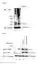 Fig. 06 - Method for Inhibiting Telomerase Activity and an Agent for Inhibiting the Same