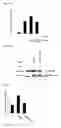 Fig. 07 - Method for Inhibiting Telomerase Activity and an Agent for Inhibiting the Same