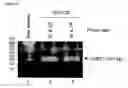 Fig. 08 - Method for Inhibiting Telomerase Activity and an Agent for Inhibiting the Same