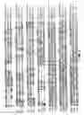 Fig. 02 - Cyclic nucleotide-gated cation channel subunit 3B (CNG3B) polypeptides