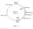 Fig. 02 - Cloned Genes Encoding Reverse Transcriptase lacking RNase H Activity