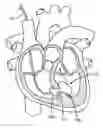 Fig. 01 - Trans-Septal Heart Assist Devices and Methods of Use