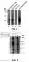 Fig. 02 - Antagonists of interleukin-15