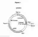 Fig. 02 - Methods of discovering chemicals capable of functioning as gene expression modulators