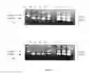 Fig. 06 - Use of gingival fibroblasts for vascular cell therapy