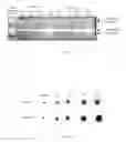 Fig. 08 - Use of gingival fibroblasts for vascular cell therapy