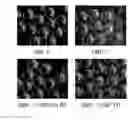 Fig. 01 - Uses of Sperm Membrane Protein Obf