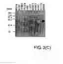 Fig. 06 - Uses of Sperm Membrane Protein Obf