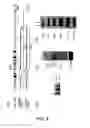 Fig. 08 - Uses of Sperm Membrane Protein Obf