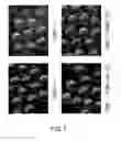 Fig. 11 - Uses of Sperm Membrane Protein Obf
