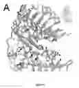 Fig. 09 - Methods of screening based on the EGF receptor crystal structure