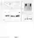 Fig. 11 - Methods of screening based on the EGF receptor crystal structure