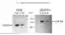 Fig. 03 - Chimeral polypeptide composition for cross-placenta delivery